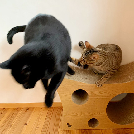 ribboncat190212bweb.jpg