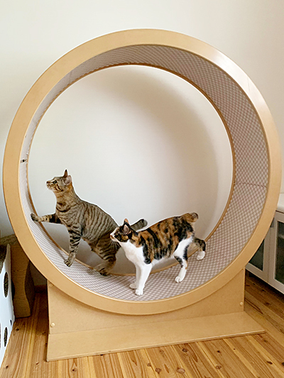 ribboncat200511c.jpg