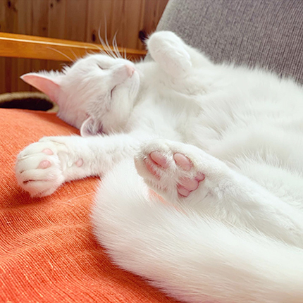 ribboncat200808a.jpg