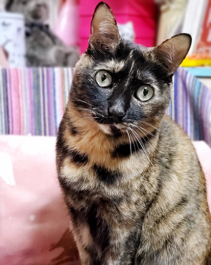 ribboncat201023b.jpg